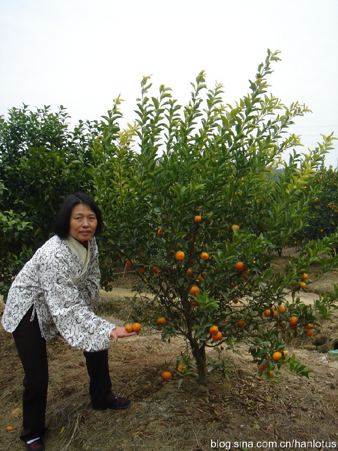 [转载]恢复汉服十年风雨路——汉流莲视角之践行篇（七）